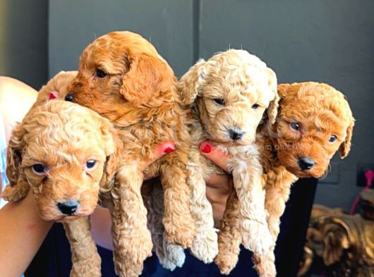 Ev Doğumlu Toy Poodle Yavrularım görsel