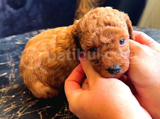 Ev Doğumlu Toy Poodle Yavrularım