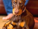 Kızıl Estetikli Fevkalade Doberman Yavrular Mevcut
