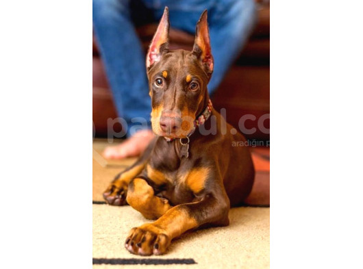 Kızıl Estetikli Fevkalade Doberman Yavrular Mevcut görsel