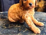 Ev Doğumlu Toy Poodle Yavrularım