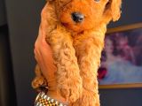 Ev Doğumlu Toy Poodle Yavrularım