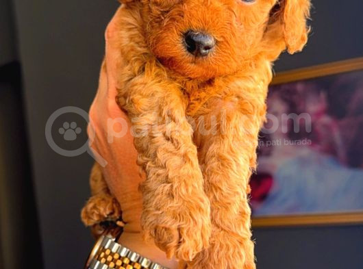 Ev Doğumlu Toy Poodle Yavrularım görsel