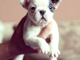 bLUE TAN FRANSIZ BULLDOG ORİJİNAL GARANTİLİ