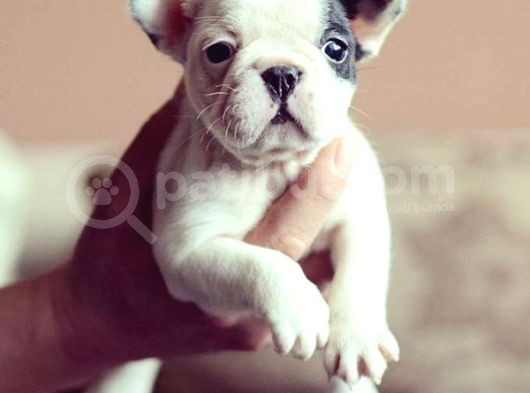 Ori̇ji̇nal Blue Tan Fransiz Bulldog Yavrulari görsel