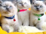 Show kalite maviş bluepoınt brıtısh shorthair