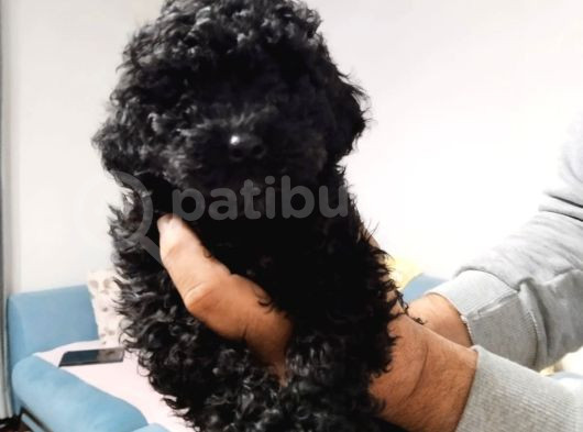 Orginal Toy Poodle Yavruları görsel