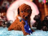 En Zeki Apartman Köpeği A Secereli Toy Poodle