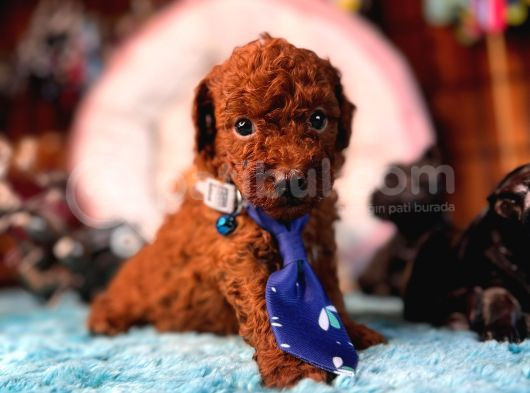 En Zeki Apartman Köpeği A Secereli Toy Poodle görsel