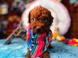 En Zeki Apartman Köpeği A Secereli Toy Poodle
