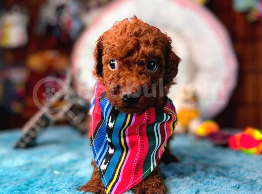 En Zeki Apartman Köpeği A Secereli Toy Poodle