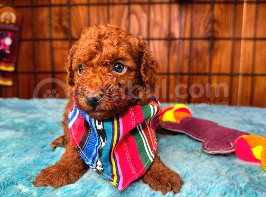 En Zeki Apartman Köpeği A Secereli Toy Poodle görsel