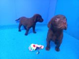 Ori̇ji̇nal Labrador Yavrularimiz Candostumda
