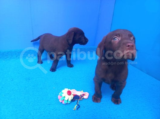 Ori̇ji̇nal Labrador Yavrularimiz Candostumda görsel