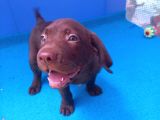 Ori̇ji̇nal Labrador Yavrularimiz Candostumda