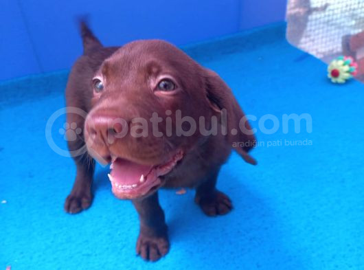 Ori̇ji̇nal Labrador Yavrularimiz Candostumda görsel