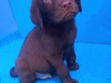 ORİJİNAL LABRADOR YAVRULARIMIZ CANDOSTUMDA