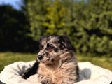 Dunyani̇n En Zeki̇ Irki Border Collie