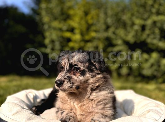 Dunyani̇n En Zeki̇ Irki Border Collie görsel