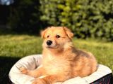 Dunyani̇n En Zeki̇ Irki Border Collie