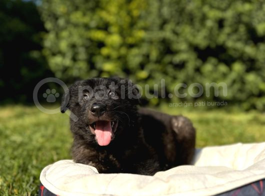 Dunyani̇n En Zeki̇ Irki Border Collie görsel