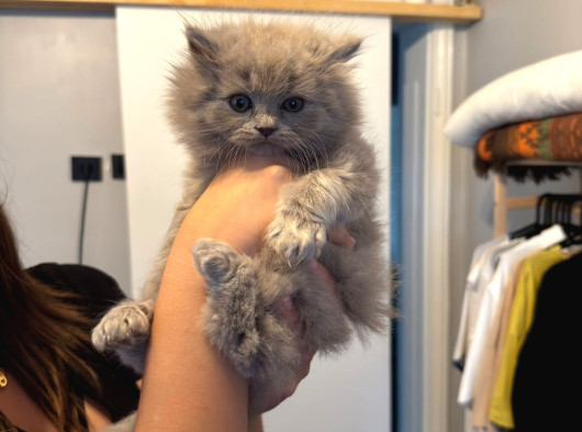 British Shorthair Yavrular Yeni Yuvalarını Arıyor