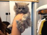 British Shorthair Yavrular Yeni Yuvalarını Arıyor