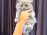 British Shorthair Yavrular Yeni Yuvalarını Arıyor