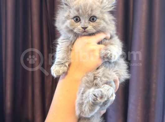 British Shorthair Yavrular Yeni Yuvalarını Arıyor görsel