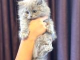 British Shorthair Yavrular Yeni Yuvalarını Arıyor
