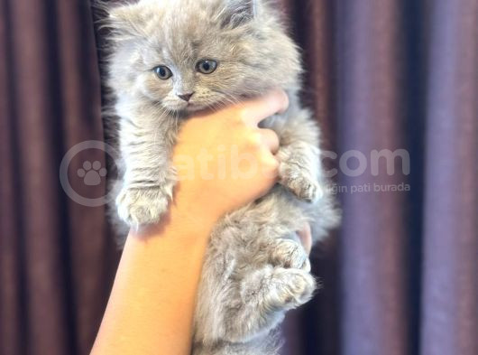 British Shorthair Yavrular Yeni Yuvalarını Arıyor görsel