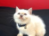 British Shorthair Yavrular Yeni Yuvalarını Arıyor