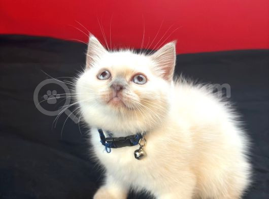 British Shorthair Yavrular Yeni Yuvalarını Arıyor görsel