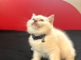 British Shorthair Yavrular Yeni Yuvalarını Arıyor