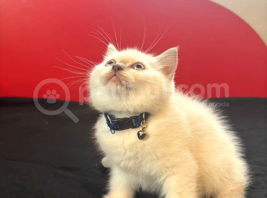 British Shorthair Yavrular Yeni Yuvalarını Arıyor görsel