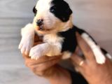 Dunyani̇n En Zeki̇ Irki Border Collie
