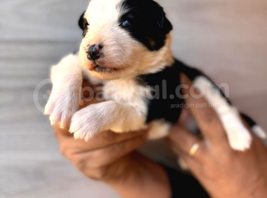 Dunyani̇n En Zeki̇ Irki Border Collie görsel