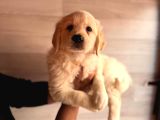 BEBEK YÜZLÜ GOLDEN A KALİTE IRK