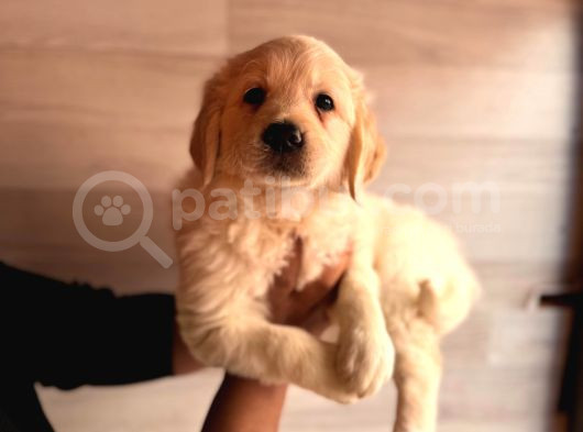 Bebek Yüzlü Golden A Kali̇te Irk