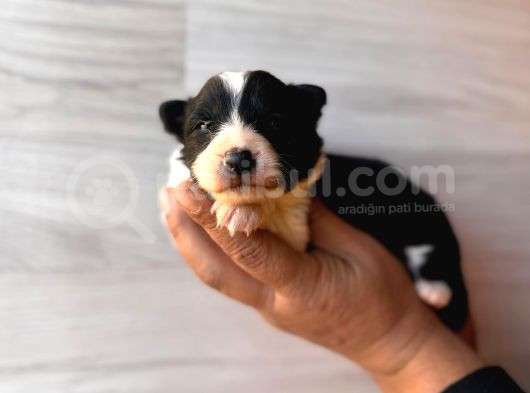 Dunyani̇n En Zeki̇ Irki Border Collie görsel