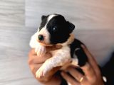 Dunyani̇n En Zeki̇ Irki Border Collie