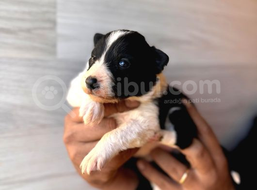 Dunyani̇n En Zeki̇ Irki Border Collie görsel