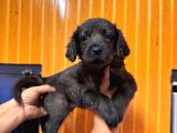 Koyu çikolata ve siyah renklerde labrador retriever