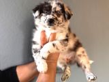 DUNYANİN EN ZEKİ IRKI BORDER COLLIE