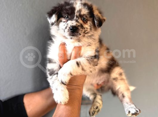 Dunyani̇n En Zeki̇ Irki Border Collie