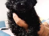 Orginal toy poodle yavruları