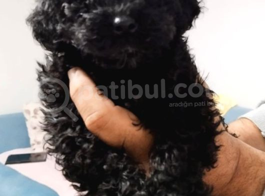 Orginal Toy Poodle Yavruları