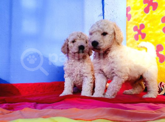 Harika Tüy Yapısı Ile Kartopu Dev Poodle Yavrularımız görsel