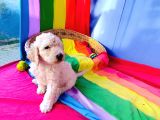 Harika Tüy Yapısı Ile Kartopu Dev Poodle Yavrularımız