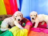 Harika Tüy Yapısı Ile Kartopu Dev Poodle Yavrularımız